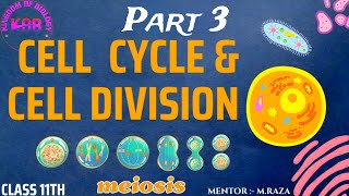 CELL CYCLE amp CELL DIVISION  PART 3 cellcycle kingdomofbiology celldivision neet class11 [upl. by Elleynad]