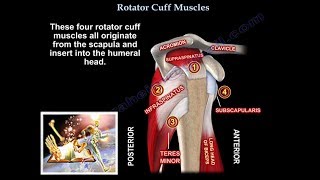 Rotator Cuff Muscles  Everything You Need To Know  Dr Nabil Ebraheim [upl. by Ijat375]