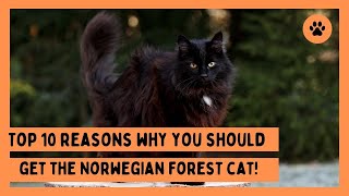 TOP 10 Reasons Why you Should get a Norwegian Forest Cat [upl. by Sitoel]