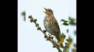 صوت سمن 🔥🔥🔥 bird sound thrush turdus [upl. by Eineeuq]