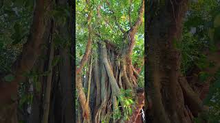 Banian treeBangladesh🇧🇩🇧🇩nature shorts trending [upl. by Saxena]