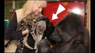 Incredible Story of a Gorilla Who Communicated with Humans [upl. by Bailar]