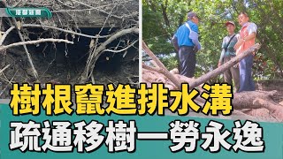 排水溝堵塞｜樹根竄進排水溝 陳善慧籲疏通移樹一勞永逸 [upl. by Eikcaj]