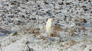 Ptaki w Dolinie Odry cz 6 🔅 Birds in the Oder Valley part 6 [upl. by Mufinella649]