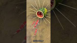 Survival kills simple but very useful fish trap with watermelon shorts survival outdoor [upl. by Adnolaj]