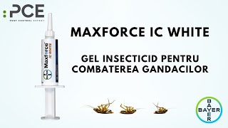 MaxForce IC Gel Bayer insecticid gel pentru gandaci de bucatarie gandaci de canalizare [upl. by Sondra]