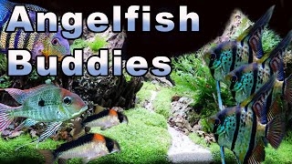 Angelfish Buddies Some GREAT Tank Mates for Your Angelfish [upl. by Melisa]