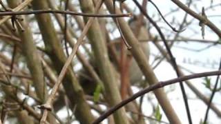 Mockingbird Sings of Spring in Austin TX [upl. by Weslee]