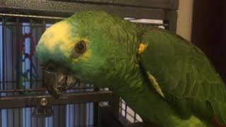 Charlie talking and getting grumpy blue fronted amazon parrot [upl. by Echikson]