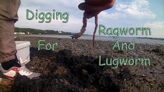 Digging Bait Ragworm and Lugworm [upl. by Yelahc]