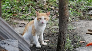 My cute half tailed Cat came back again cat fullscottish scottishcat [upl. by Khoury256]