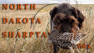 Sharptail Hunting Vol 2  2024  North Dakota [upl. by Kirwin729]