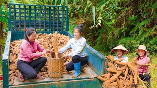 Harvesting Cassava Roots With Ngan  Using Trucks To Transport Cassava Tubers  Đào Daily Farm [upl. by Eelrebmik]