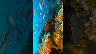 Amazing Coral Reef  Underwater shortsviral [upl. by Anerbes407]