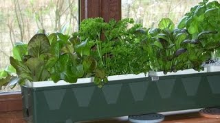 How to Hydroponic Herb Gardening [upl. by Redvers]