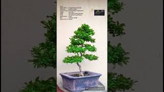 SN53 bonsai pruning wiring Carmona RetusaFukien TeaBoxwood shorts [upl. by Bonns705]