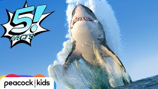 5 Facts about Sharks That Will Make Your JAWS Drop  5 FACTS  Learn withme [upl. by Akinad]