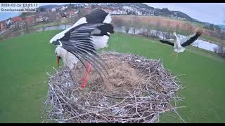 Alfeld D The male stork has accepted the new ringed stork 20240226 [upl. by Eremahs]