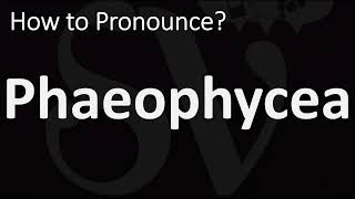 How to Pronounce Phaeophycea CORRECTLY [upl. by Anitnemelc]