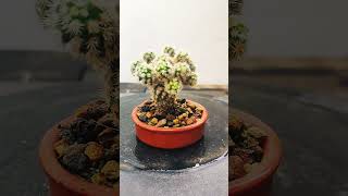 Mammillaria Vetula cactus bonsai suculentas gracilis [upl. by Leanard]