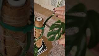 How to propagate a Monstera Mini plantpropagation plant monstera propagating propagate minima [upl. by Gambrell]