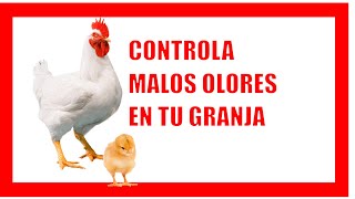 🐤🐔control de OLORES en granjas AVÍCOLAS [upl. by Orin]