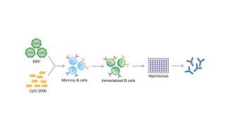 Production of Monoclonal Antibodies by Hybridoma Technology  Creative Diagnostics [upl. by Bourgeois]