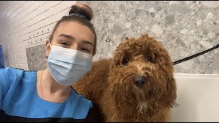 Cavapoo Dog Grooming [upl. by Dnaloy]