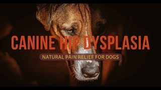 Canine Hip Dysplasia  Dogs with Hip Dysplasia  Hip Dysplasia Treatment [upl. by Materse]