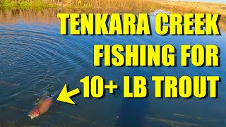 Tenkara Fishing a Creek Full of 10 lb Rainbow Trout [upl. by Anilek]