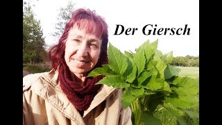 Der Giersch  woran du ihn erkennst amp wo du ihn findestHeilkräuterSerie Teil 1 [upl. by Alcot]