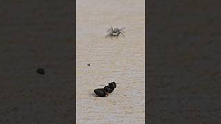 Menemerus semilimbatus hunting jumpingspider spider [upl. by Akimik]