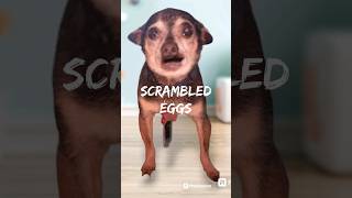 Toss Salad And Scrambled Eggs  The Strange Life of a TV Writer 😆 🤣 shortsvideo dog funny [upl. by Olihs553]