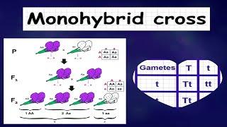 Monohybrid Inheritance 20 MCQs Part 1  Key Concepts amp Problem Solving [upl. by Isobel]