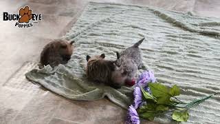 Cuddly Cairn Terrier Puppies [upl. by Obie927]