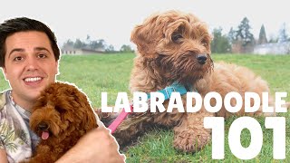 Labradoodle 101  10 Facts About Labradoodle Puppies [upl. by Worthy]