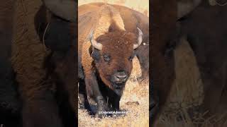 Huge Bison at The Arsenal Wildlife Refuge in Colorado [upl. by Nylodnarb577]