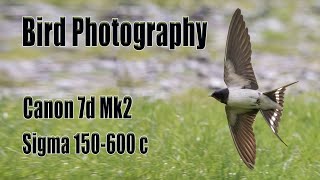 Bird photography settings 5 tips for Canon 7d mk ii Sigma 150600 contemporary [upl. by Menken]