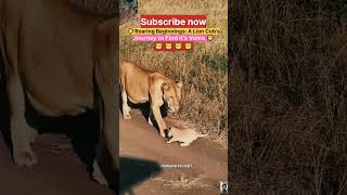 🦁Roaring Beginnings A Lion Cubs Journey to Find its Voice🦁। shorts lioncubs wildlife । [upl. by Raab]