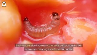 Rescue Animal  Botfly Larva Removed From Animal [upl. by Hertha]