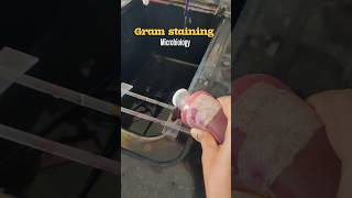 Gram stainingmicrobiology🦠🧫🔬collegestudentsmicrobiologymbbsmedicoshortsshortsfeedshortvideo [upl. by Nauqaj967]