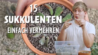 So vermehrst du 15 verschiedene Sukkulenten  Update nach 1 Monat 🌵 [upl. by Reynolds]