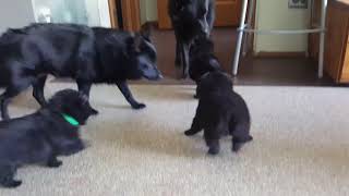 Schipperke puppies 2019 [upl. by Eliam888]