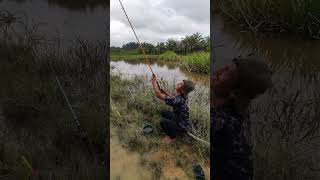 Lapak oke ikan okekawan kumatshorts subscribe mancing [upl. by Gans35]