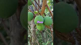 Our beautiful plum tree youtubeviral youtubeshorts pleasesubscribe [upl. by Nellaf]