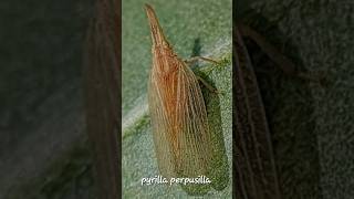 Pyrilla perpusillasugarcane leafhopperplanthopper plantpest [upl. by Gio718]