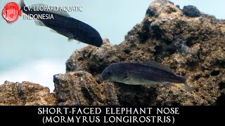 Mormyrus longirostris THE COMPASSIONATE ShortFaced Elephant Nose Leopard Aquatic G012A [upl. by Korns]