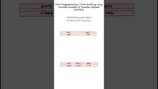 DNA profiling or DNA fingerprinting using RFLPs and VNTR probes genetics biology forensics [upl. by Maggee]