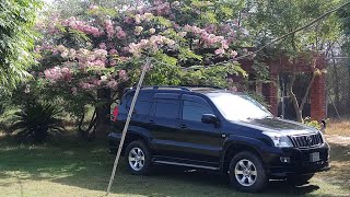 Cassia Javanica subsp Nodosa Tree on full bloom  Cassia kay phool  Engineer Ka Bagh [upl. by Zuleika]