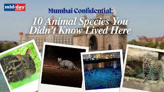 MUMBAI CONFIDENTIAL 10 Animal Species You Didn’t Know Lived Here [upl. by Rosco549]